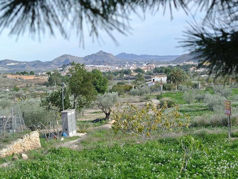 Country House for Sale in Monovar, Alicante 3