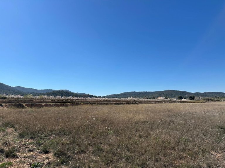 Plot for Sale in Monovar, Alicante 5