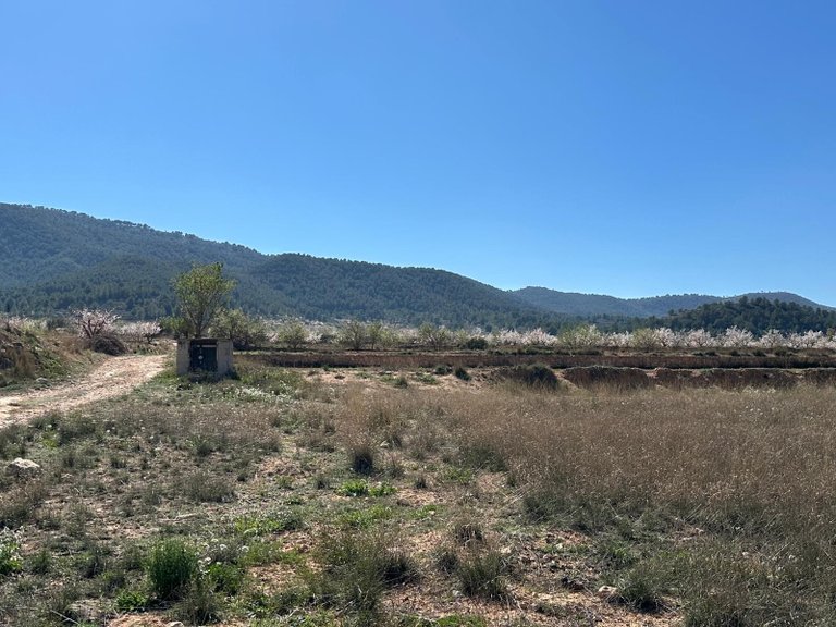 Plot for Sale in Monovar, Alicante 4