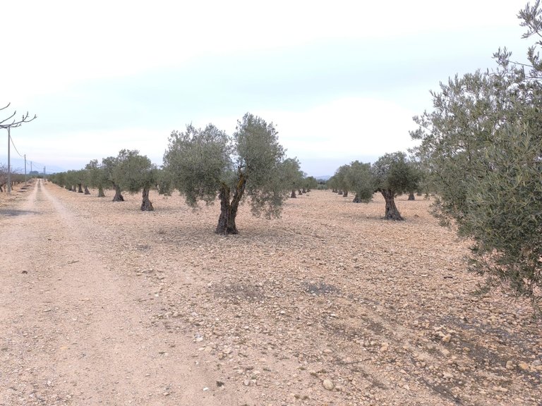 Plot for Sale in Yecla, Murcia 6