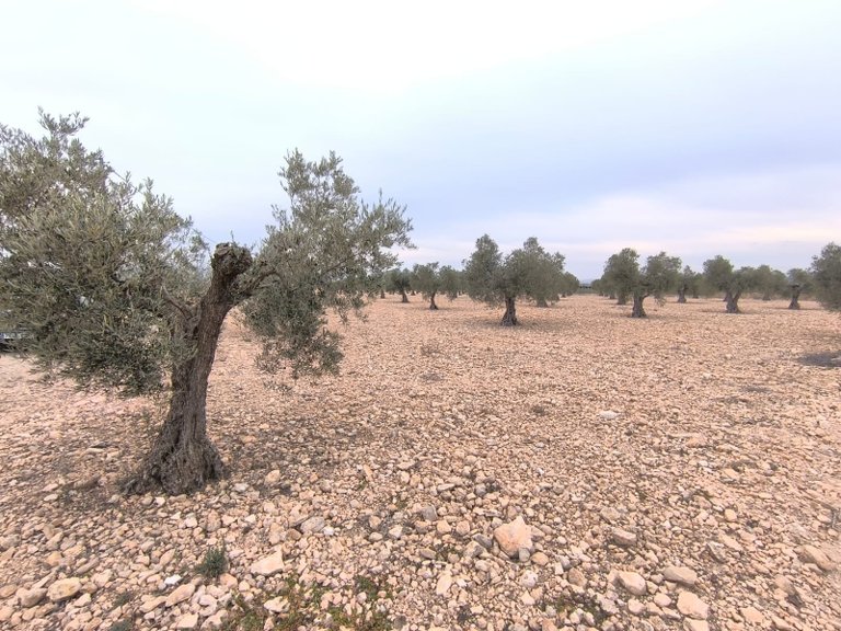 Plot for Sale in Yecla, Murcia 4