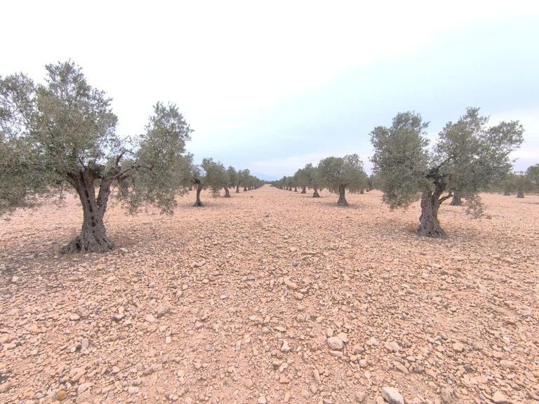 Plot for Sale in Yecla, Murcia 5