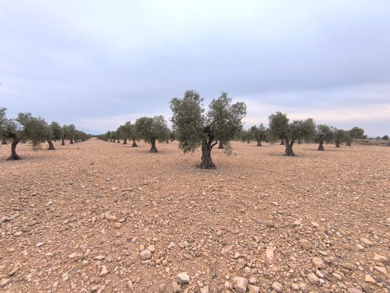 Plot for Sale in Yecla, Murcia 2