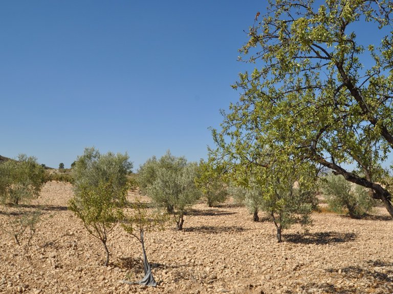 Plot for Sale in Torre Del Rico, Murcia 12