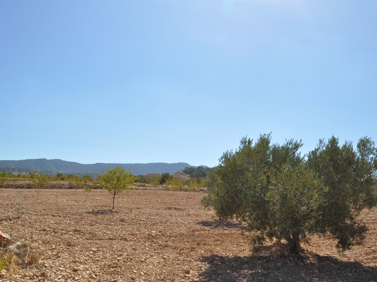 Plot for Sale in Torre Del Rico, Murcia 13