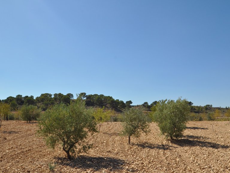 Plot for Sale in Torre Del Rico, Murcia 11