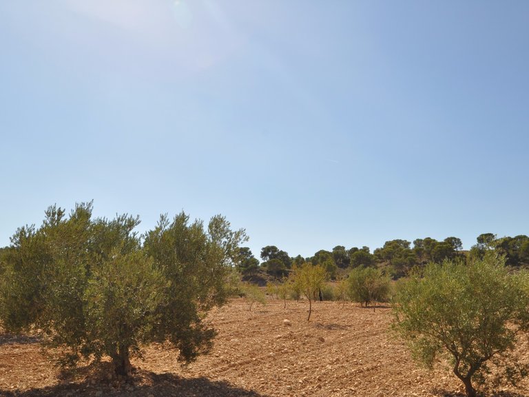 Plot for Sale in Torre Del Rico, Murcia 10