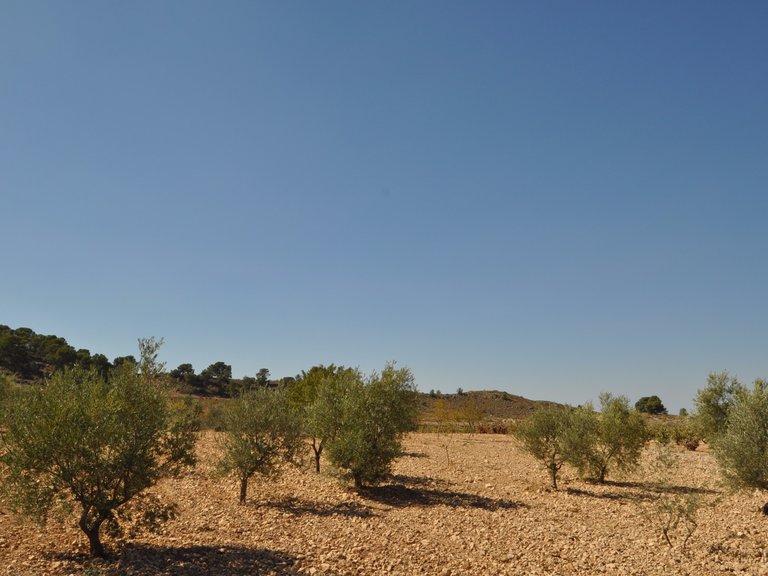 Plot for Sale in Torre Del Rico, Murcia 8