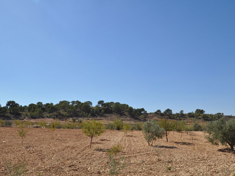 Plot for Sale in Torre Del Rico, Murcia 7