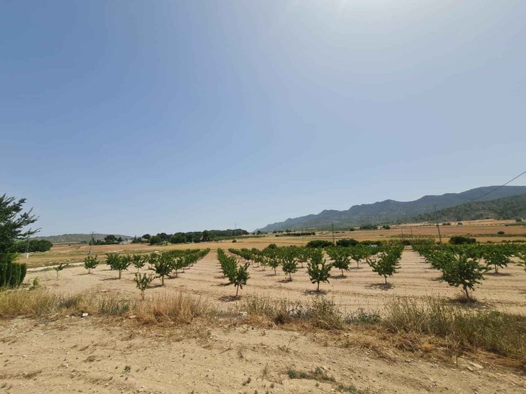 Plot for Sale in Yecla, Murcia 3