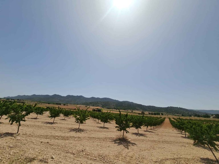 Plot for Sale in Yecla, Murcia 6