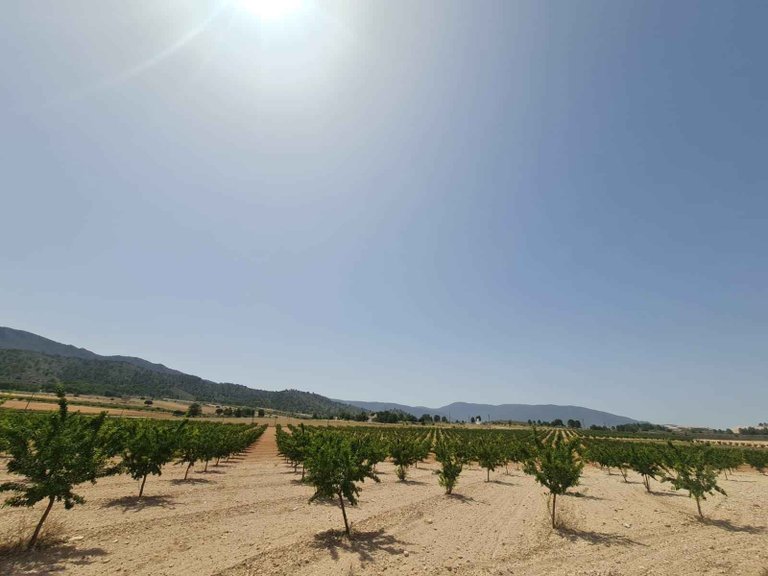 Plot for Sale in Yecla, Murcia 5
