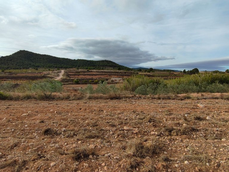 Plot for Sale in Monovar, Alicante 1