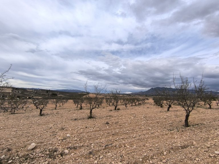 Plot for Sale in Pinoso, Alicante 3
