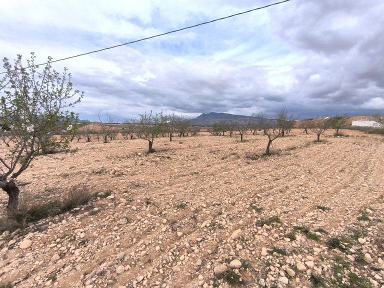 Plot for Sale in Pinoso, Alicante 2