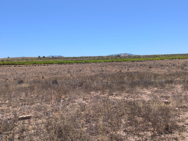 Plot for Sale in Pinoso, Alicante 1