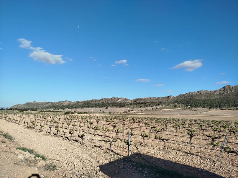 Country House for Sale in Yecla, Murcia 6