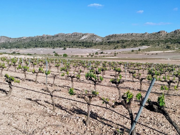 Country House for Sale in Yecla, Murcia 5