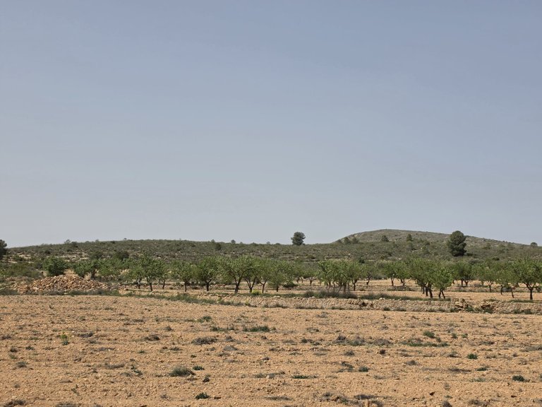 Plot for Sale in Pinoso, Alicante 14