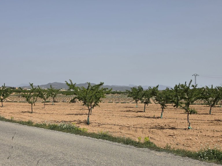 Plot for Sale in Pinoso, Alicante 13