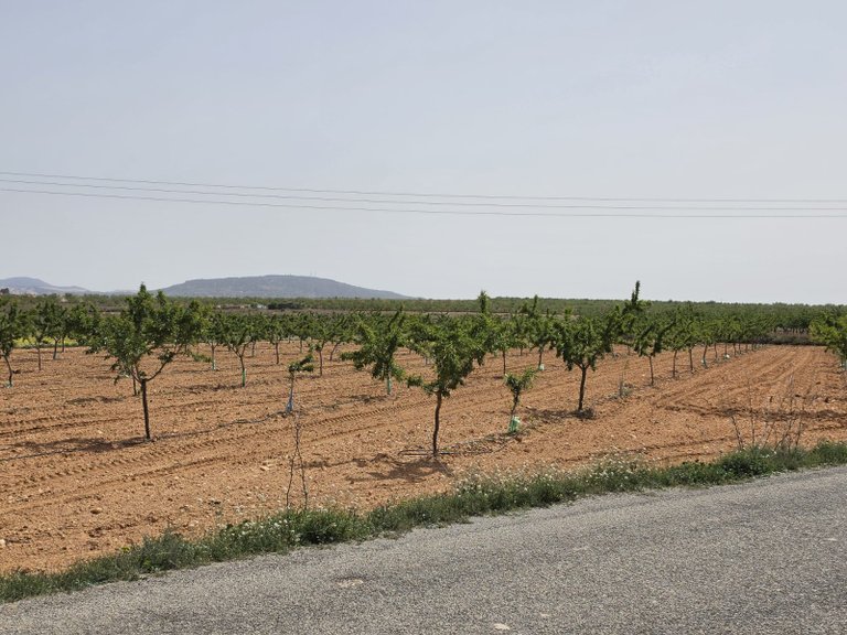 Plot for Sale in Pinoso, Alicante 5