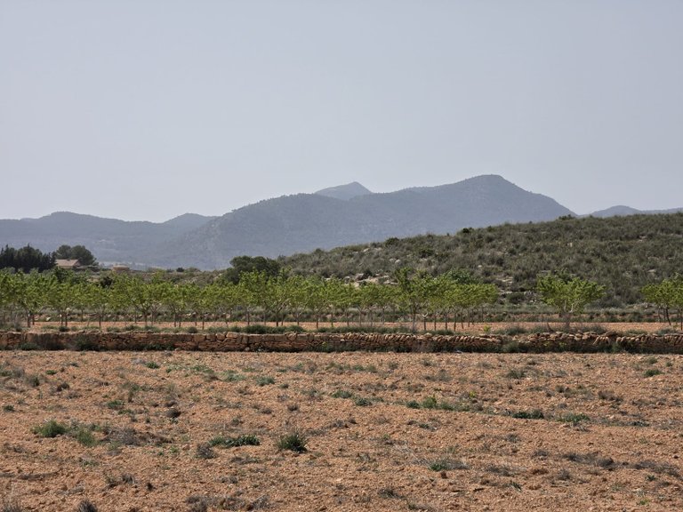 Plot for Sale in Pinoso, Alicante 1