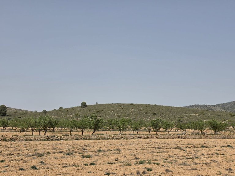 Plot for Sale in Pinoso, Alicante 11