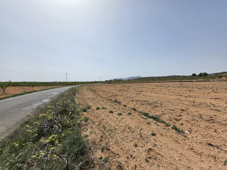 Plot for Sale in Pinoso, Alicante 10