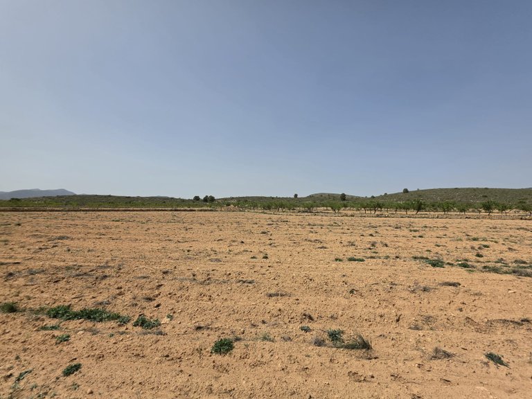 Plot for Sale in Pinoso, Alicante 9