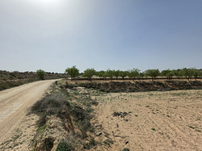 Plot for Sale in Pinoso, Alicante 10