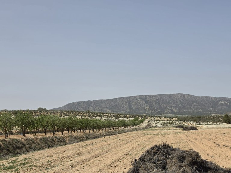 Plot for Sale in Pinoso, Alicante 5