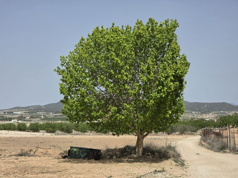 Plot for Sale in Pinoso, Alicante 8