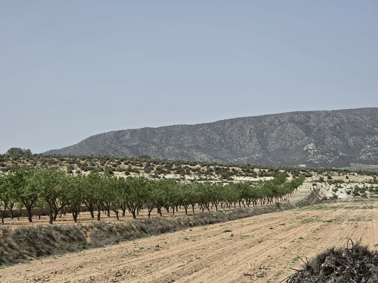 Plot for Sale in Pinoso, Alicante 4