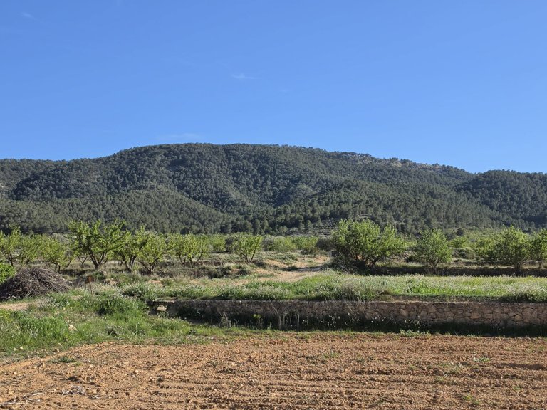 Plot for Sale in Monovar, Alicante 1
