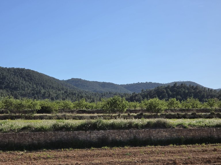Plot for Sale in Monovar, Alicante 7