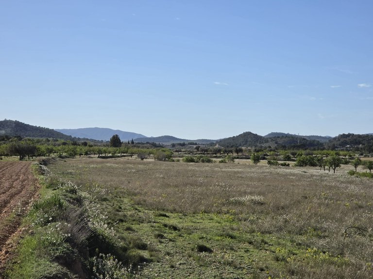 Plot for Sale in Monovar, Alicante 5