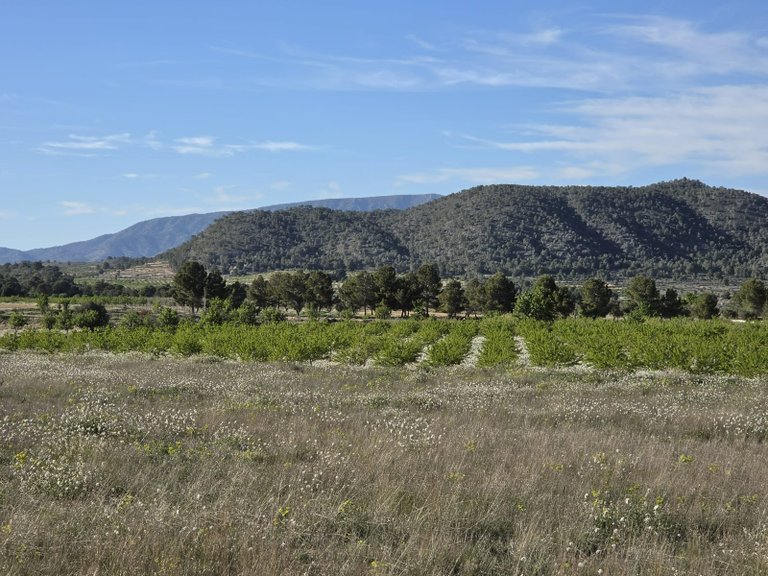Plot for Sale in Monovar, Alicante 3