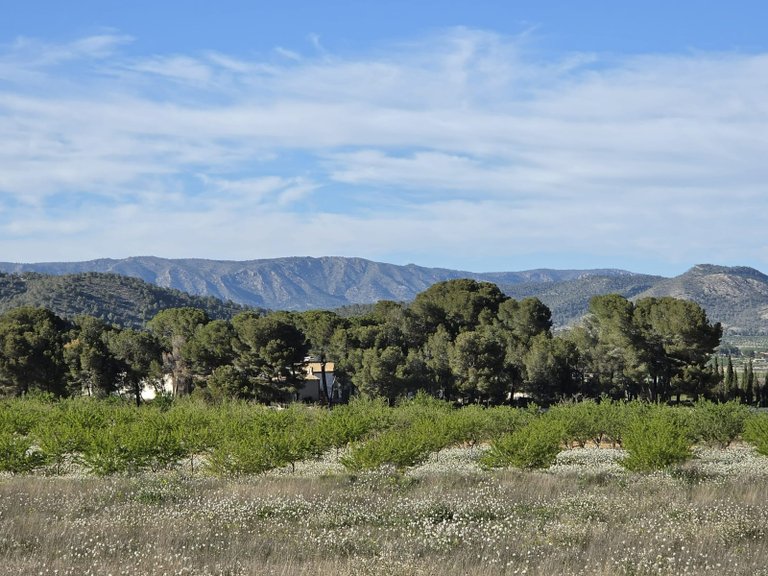 Plot for Sale in Monovar, Alicante 2