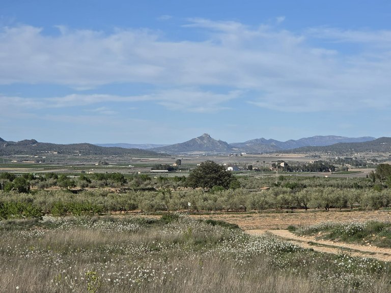 Plot for Sale in Monovar, Alicante 6