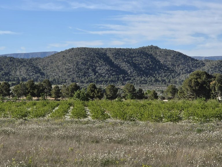 Plot for Sale in Monovar, Alicante 10