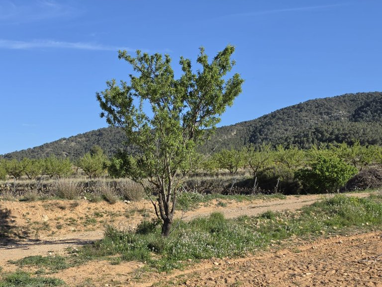 Plot for Sale in Monovar, Alicante 11