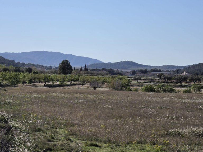 Plot for Sale in Monovar, Alicante 12