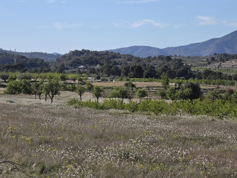 Plot for Sale in Monovar, Alicante 14