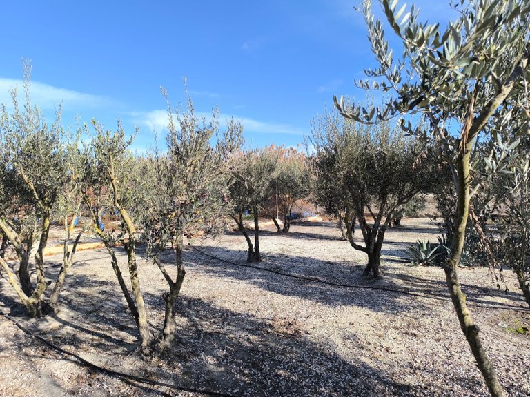 Villa for Sale in Villena, Alicante 46