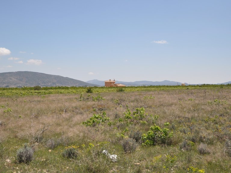 Plot for Sale in Pinoso, Alicante 15