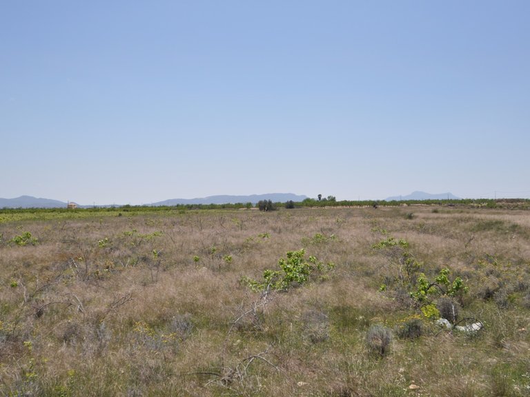 Plot for Sale in Pinoso, Alicante 7