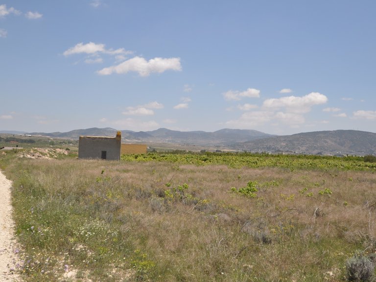 Plot for Sale in Pinoso, Alicante 16
