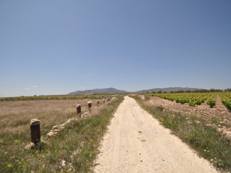 Plot for Sale in Pinoso, Alicante 13