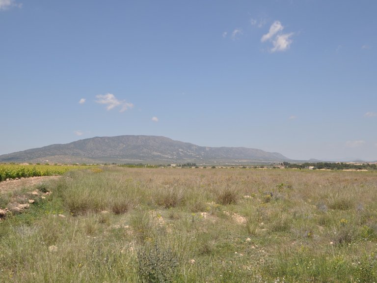 Plot for Sale in Pinoso, Alicante 2