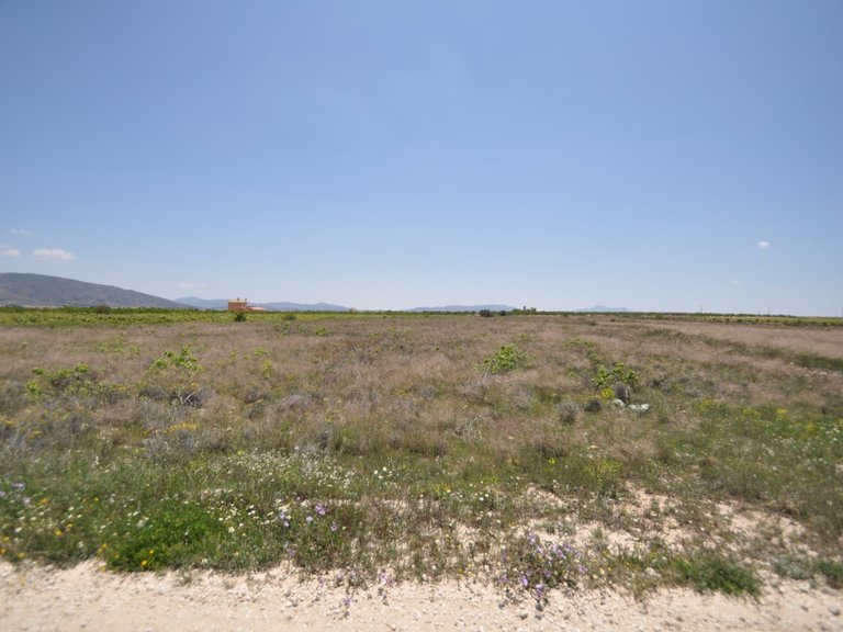 Plot for Sale in Pinoso, Alicante 6